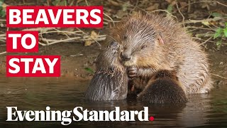 Englands first wild beavers in 400 years allowed to stay in Devons River Otter [upl. by Sana787]