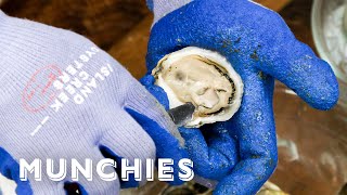 Oysters And Clams  Everything You Need To Know [upl. by Annahvas415]