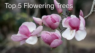 Top 5 Flowering Trees [upl. by Bonni]