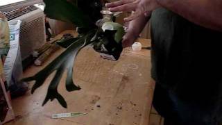 How to tree mount staghorn ferns [upl. by Ahsaeym]