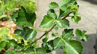 Myrrh Trees  Growing Commiphora Part 1 [upl. by Barna311]