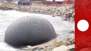 Video Stinking bloated blue whale carcass troubles Canadian fishing community [upl. by Sonja]