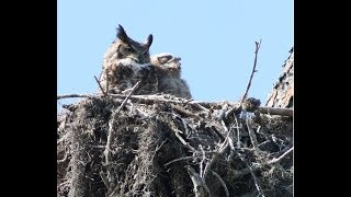 Floridas Owls  Whoo Is Making That Sound [upl. by Flam]