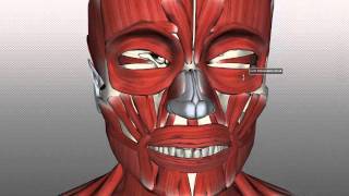 Muscles of Facial Expression  Anatomy Tutorial PART 1 [upl. by Rainie]