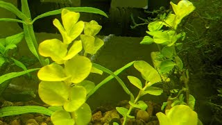 Creeping Jenny Lysimachia nummularia quotAureaquot in Aquarium The Other Moneywort [upl. by Joice]