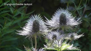 Eryngium  Rene van Gaalen [upl. by Notsag]