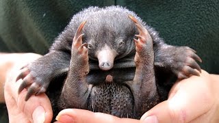 Tiny Echidna Babies Open Their Eyes ZooBorns [upl. by Jud]