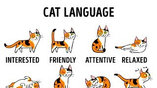 HOW TO UNDERSTAND YOUR CAT BETTER [upl. by Grondin]