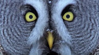 Mesmerising Owl Moments  BBC Earth [upl. by Hagep]