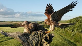 Kestrels Raise Chicks Against All Odds  Full Story  Mr amp Mrs Kes  Robert E Fuller [upl. by Aneloj]