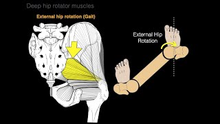 Deep hip rotator muscles [upl. by Hiroshi]