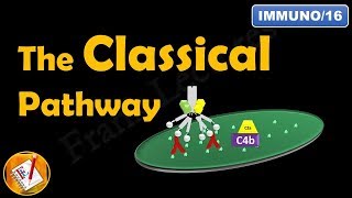 The Classical Pathway  The Complement System Part IV FLImmuno16 [upl. by Noni921]