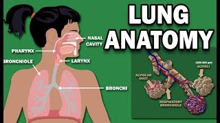 Lung Function  Lung Volumes and Capacities [upl. by Amaryllis153]