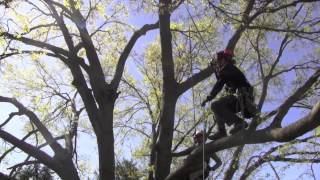 Large Tree Pruning [upl. by Ynoyrb]