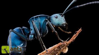 Searching for the Legendary Blue Ants [upl. by Beverlee]