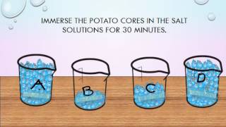 the potato experiment  osmosis lab [upl. by Nilram]