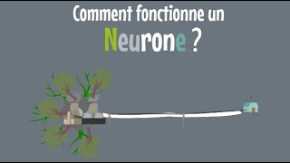 9  Le neurone 23  Comment fonctionne un neurone [upl. by Gae]