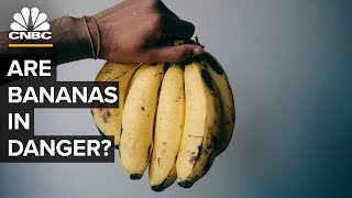 Why The Banana Business Of Chiquita And Dole Is At Risk [upl. by Allesiram143]