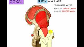 OSTEOLOGIA DE MIEMBRO INFERIOR 1 [upl. by Isman]