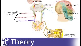 The Trigeminal Nerves Role in Cervicogenic Headache  Referred Pain [upl. by Imhskal659]