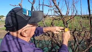 Ken Wells Apricot Tree Pruning [upl. by Fanchon]