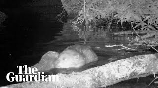 First baby beaver born on Exmoor in 400 years filmed in national park [upl. by Micah]