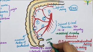 Superior Mesenteric ArterySMA  Course  Divisions  Termination [upl. by Yenruogis]