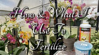 How I Fertilize My Phalaenopsis Orchids Orchid Care For Beginners [upl. by Oeram375]