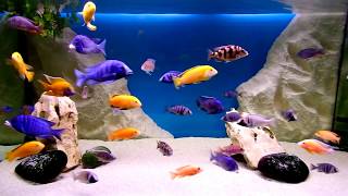 Malawi cichlids aquarium [upl. by Yenhoj]