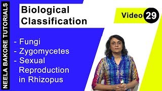 Biological Classification  NEET  Fungi  Zygomycetes  Sexual Reproduction in Rhizopus  Dr Neela [upl. by Aleck670]