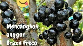 Mencangkok Anggur Brazil Freco [upl. by Chlo871]