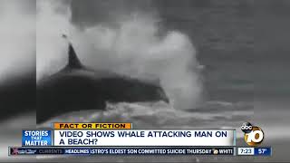 Video shows whale attacking man [upl. by Cheadle]