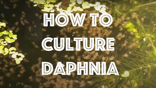 How To Culture Daphnia Magna [upl. by Aylatan553]