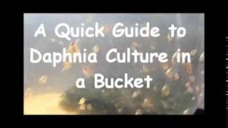 How to culture daphnia outside [upl. by Herby568]