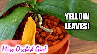 Should we cut yellow leaves on Orchids [upl. by Buke]