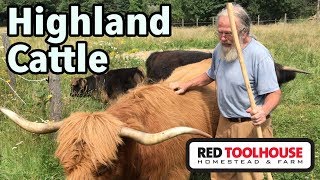 Raising Highland Cattle in Maine [upl. by Mathews]