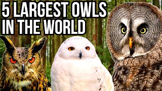 5 Of The Largest Owl Species In The World [upl. by Lledyl]