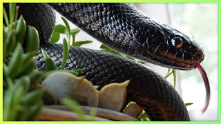 The most breathtaking but boring reptile Mexican Black Kingsnakes [upl. by Eitsrik]