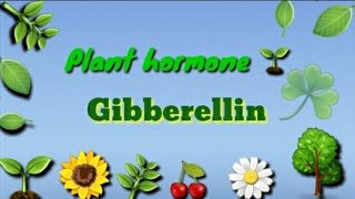 GibberellinPlant hormone 🌱Physiology and effect in Hindi amp English 🤗 [upl. by Lallage184]