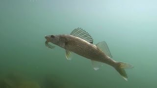 Shoreline Fishing for Walleye in Washington [upl. by Enileoj]