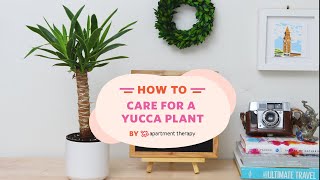 How To Care For A Yucca Plant  Apartment Therapy [upl. by Donica110]