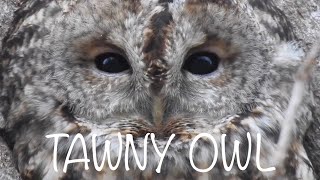 Tawny Owl Call Three different calls [upl. by Rabah]