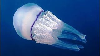 Facts The Barrel Jellyfish [upl. by Hodgkinson]