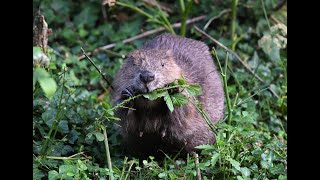 The Welsh Beaver Project [upl. by Audris]