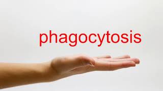 How to Pronounce phagocytosis  American English [upl. by Bevash]