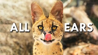 Servals Are Like 90 Ears [upl. by Nohsed119]