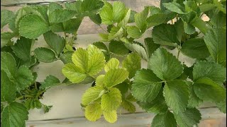 Reasons Your Plants are Turning Yellow  How to Fix It [upl. by Jillene]