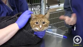 How to Administer Oral Medication to Cats [upl. by Ynneg]