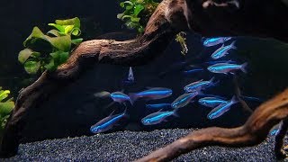 GREEN NEON TETRA CARE  Brilliant Blue Nano Fish for Aquascaping [upl. by Annodas932]