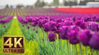 4K  Tulip Flowers  2 Hours Relaxation Video  Skagit Valley Tulip Festival in WA State  Episode 1 [upl. by Tippets]